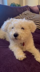 Survival Of A Small White Dog