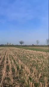 Pink Floyd: High Hopes