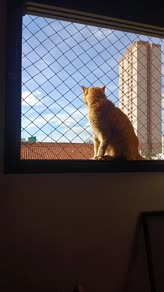 Ventana Felina